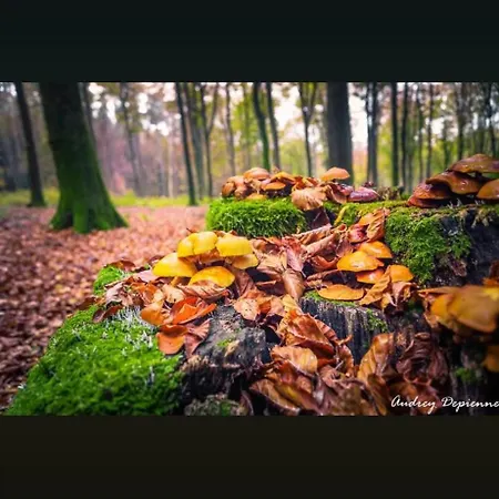 Fuer Max6gaeste 2kids 4erwn Nyaraló *